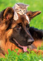 /album/www-tierphysio-bendel-de/a39152-bendel-tierphysio-v4-5-kopie-jpg/